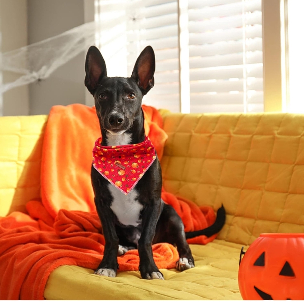 Pumpkin Print Red Bandana for Dogs